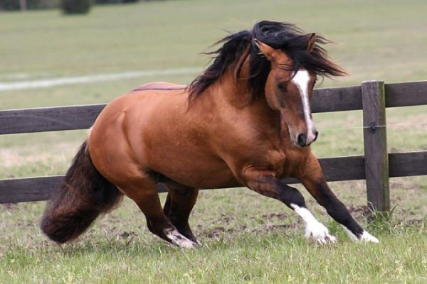 Exposi��es Morfol�gicas do Cavalo Crioulo movimentam a programa��o da Fenarroz