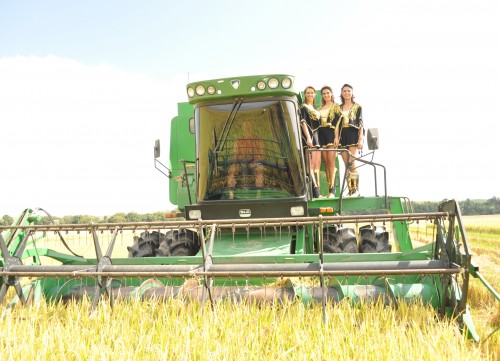 Mais da metade da rea de arroz j foi semeada no Estado