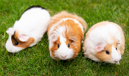 Feira de Pequenos Animais atrai visitantes na 26� Fenarroz