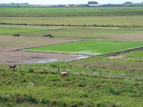 RS chega a mais de 90% da rea de arroz plantada