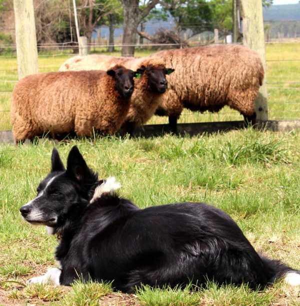 C�es de pastoreio ser�o atra��o na 26� Fenarroz