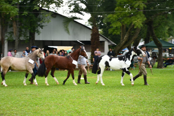 24 Fenarroz ter provas do Ncleo de Criadores de Cavalo Crioulo na programao da pecuria 