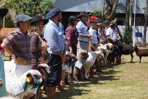 Fenarroz e Sindicato Rural anunciam realizao conjunta