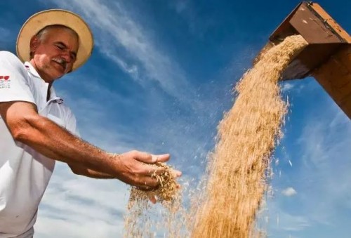 Em meio a 22 FENARROZ Governo libera operaes do Plano Safra 21/22
