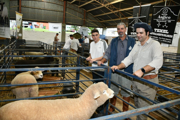 Pecuria  o destaque no final da 23  Fenarroz  