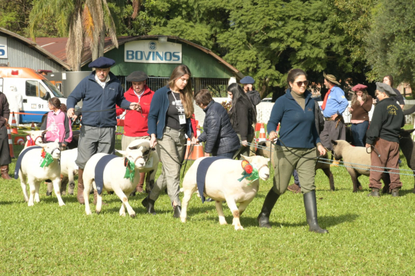 Pecuria em destaque na 23 FENARROZ: Ovinos e Equinos brilham nas pistas de julgamento!