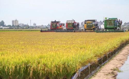 20 Fenarroz comea a ser divulgada oficialmente na Abertura da Colheita do Arroz